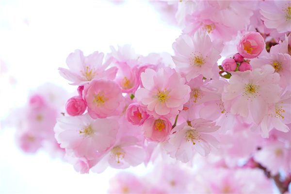 梦见春季是什么意思 梦见春季是什么意思