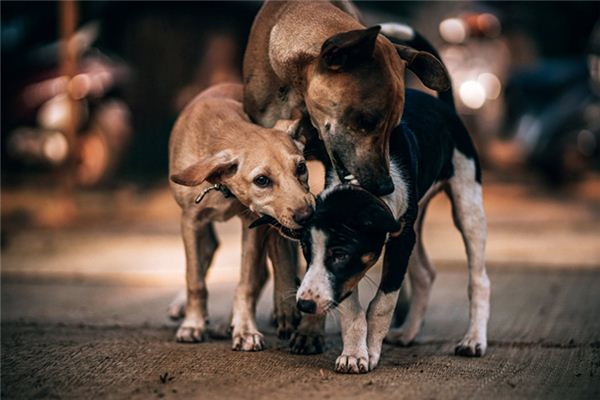 梦见狗咬狗是什么意思 梦见狗咬狗是什么意思
