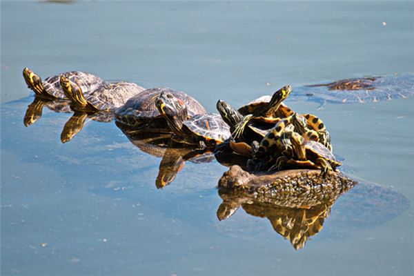 梦见抓乌龟是什么意思 梦见抓乌龟是什么意思