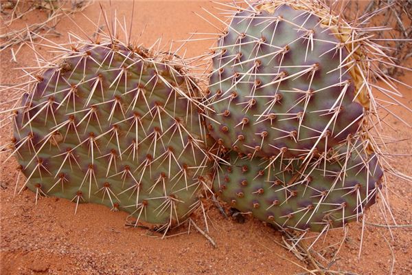 梦见拔刺是什么意思 梦见拔刺是什么意思