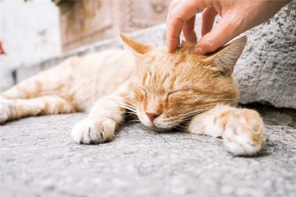 梦见打扰是什么意思 梦见打扰是什么意思