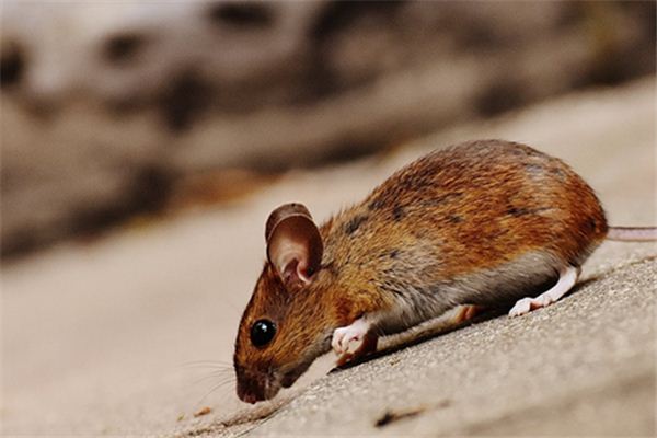 梦见被老鼠咬 梦见被老鼠咬