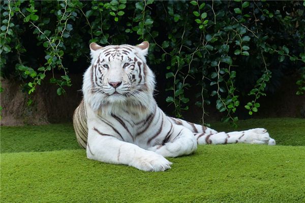 梦见老虎追我是什么意思 梦见老虎追我是什么意思