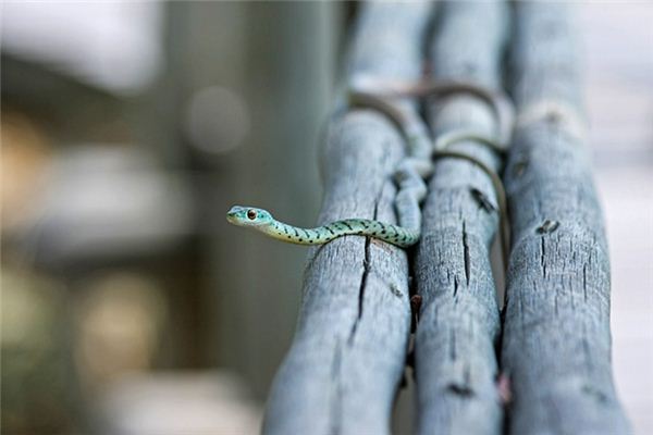 梦见蛇在咬人是什么意思 梦见蛇在咬人是什么意思