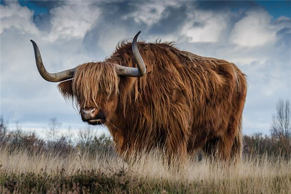 梦见被牛攻击是什么意思 梦见被牛攻击是什么意思