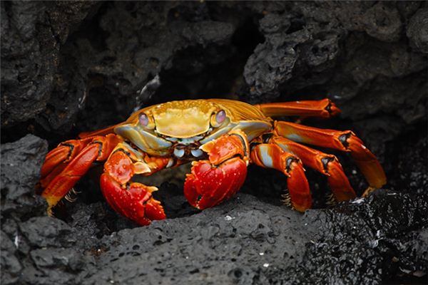 梦见吃螃蟹是什么意思 梦见吃螃蟹是什么意思