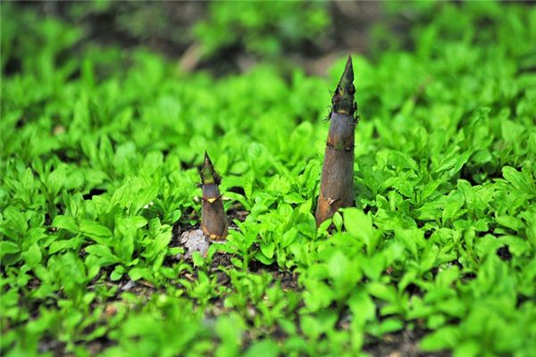 梦到挖笋是什么意思 梦到挖笋是什么意思