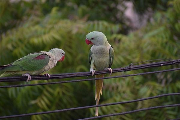 梦见挨骂是什么意思 梦见挨骂是什么意思