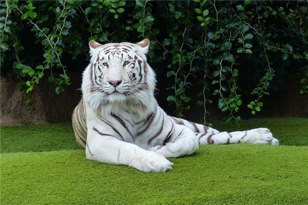 梦见老虎咬人 梦见老虎咬人