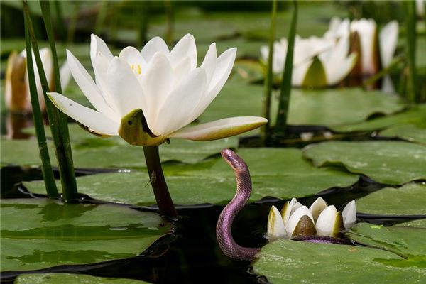 梦见吃蛇是什么意思 梦见吃蛇是什么意思