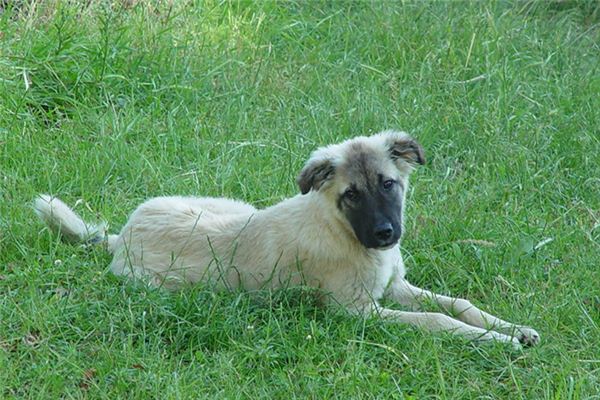 梦见狗死了是什么意思 梦见狗死了是什么意思