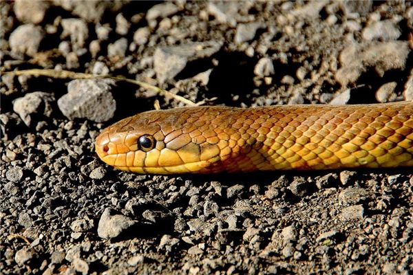 梦见被蛇追是什么意思 梦见被蛇追是什么意思