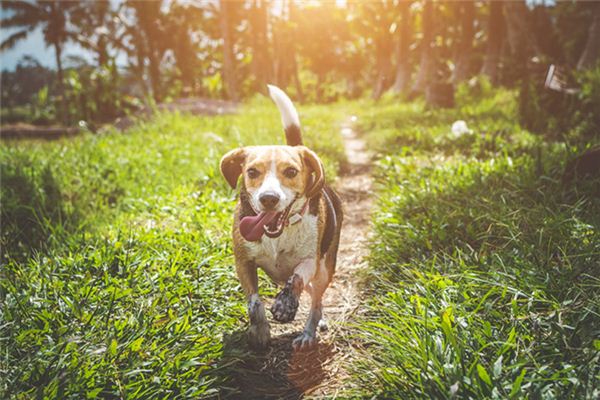 梦见狗咬别人 梦见狗咬别人
