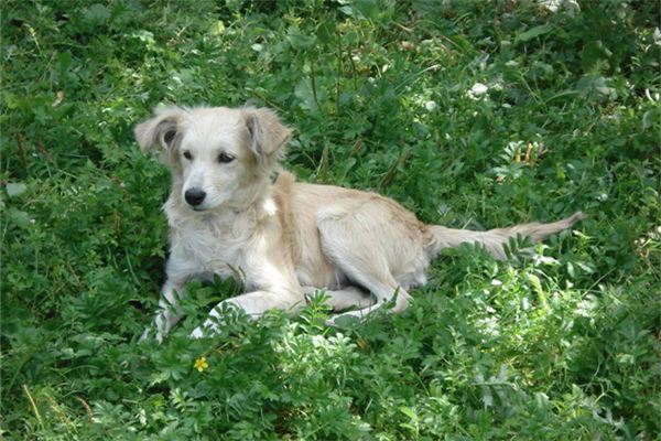 梦见别人吃狗屎