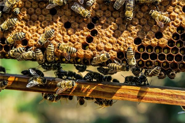 梦见捅马蜂窝是什么意思 梦见捅马蜂窝是什么意思