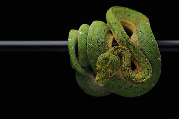 梦见大蛇吃人是什么意思 梦见大蛇吃人是什么意思