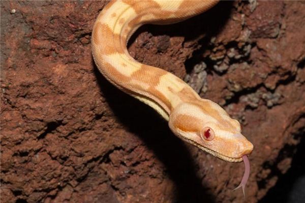 梦见吃蛇肉 梦见吃蛇肉