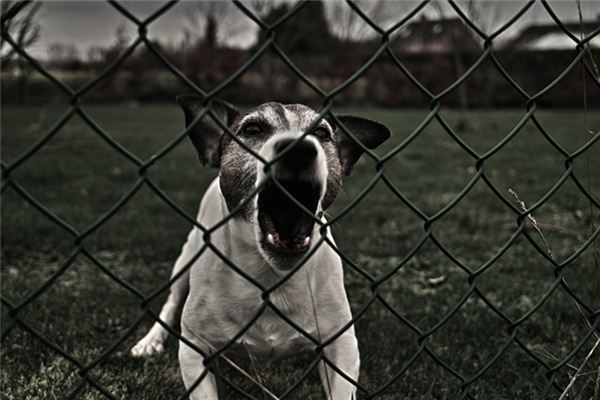 梦见被狗咬腿是什么意思 梦见被狗咬腿是什么意思