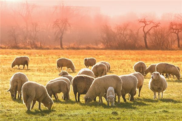 梦见别人杀羊是什么意思