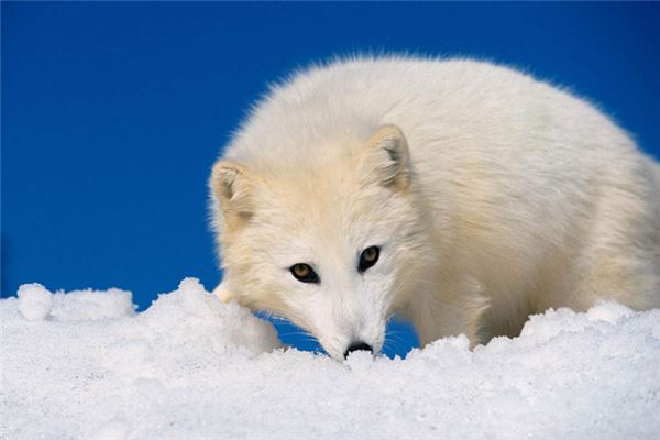 梦见白狐狸 梦见白狐狸
