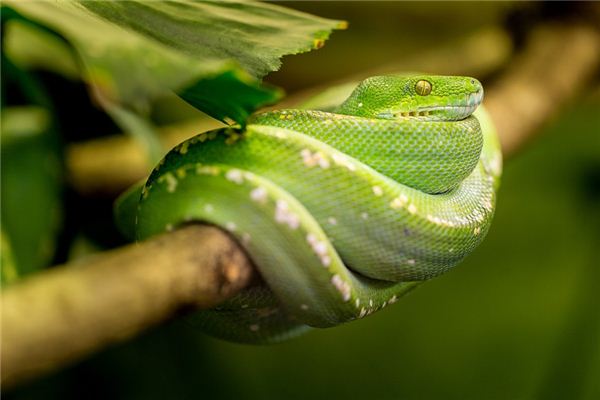 梦见蛇被打死是什么意思 梦见蛇被打死是什么意思