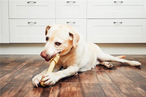 梦见狗咬别人 梦见狗咬别人