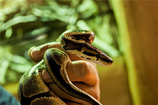 梦见别人杀蛇是什么意思