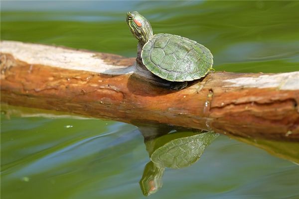 梦见乌龟吃鱼是什么意思