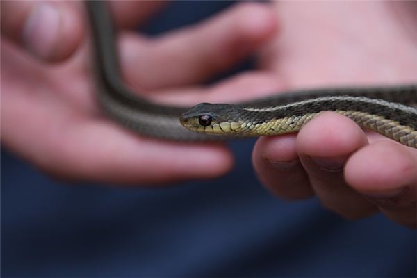 梦见蛇缠身是什么意思 梦见蛇缠身是什么意思