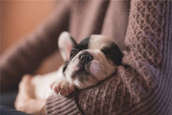 做梦梦到狗 做梦梦到狗