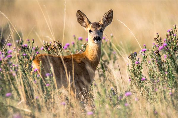 做梦梦见鹿 做梦梦见鹿