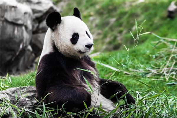 梦见熊猫是什么预兆 梦见熊猫是什么预兆