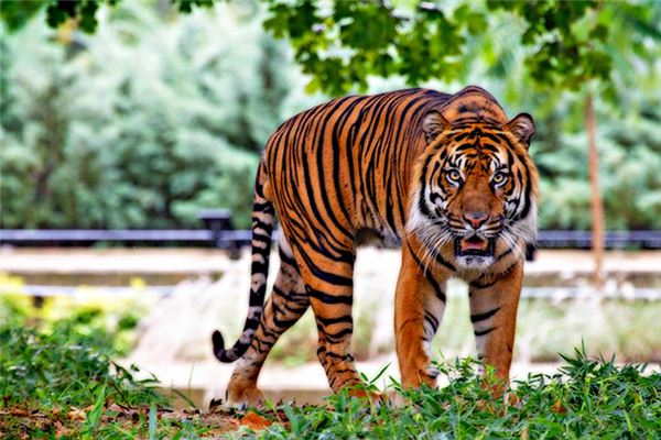 梦见老虎是什么预兆