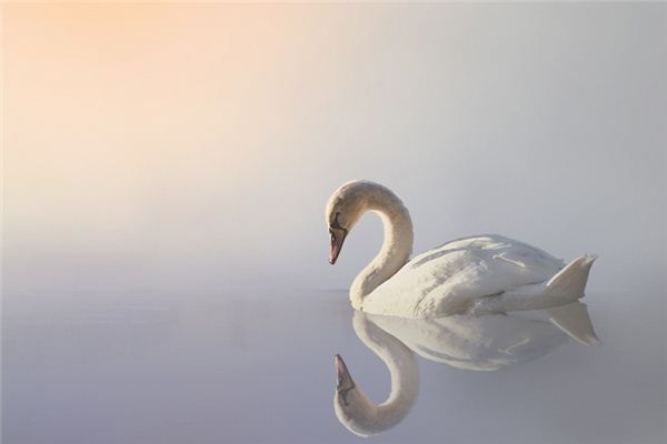 梦到天鹅是什么预兆