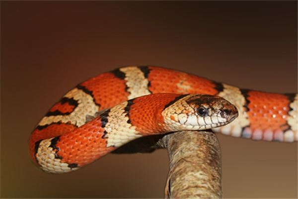 梦见蛇咬老公是什么意思 梦见蛇咬老公是什么意思