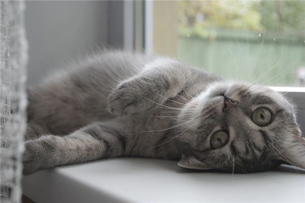 梦见懶惰是什么意思 梦见懶惰是什么意思